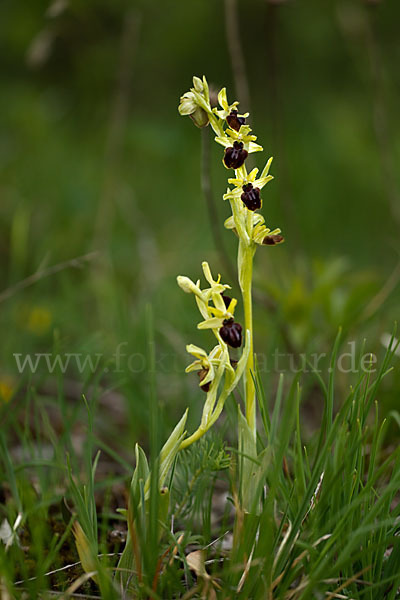 Spinnen-Ragwurz (Ophrys sphegodes)