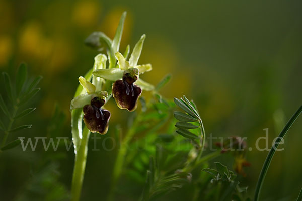 Spinnen-Ragwurz (Ophrys sphegodes)