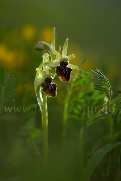 Spinnen-Ragwurz (Ophrys sphegodes)