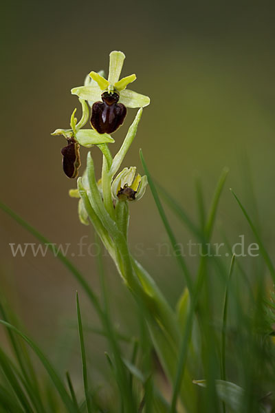 Spinnen-Ragwurz (Ophrys sphegodes)