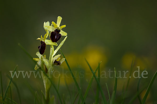 Spinnen-Ragwurz (Ophrys sphegodes)