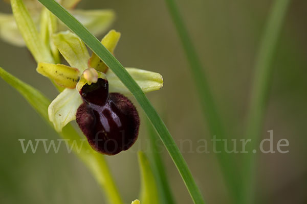 Spinnen-Ragwurz (Ophrys sphegodes)