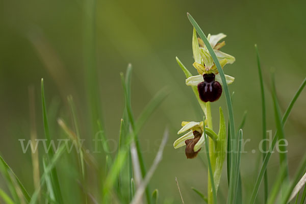 Spinnen-Ragwurz (Ophrys sphegodes)