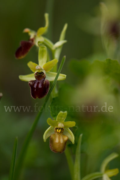 Spinnen-Ragwurz (Ophrys sphegodes)