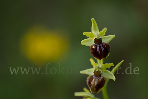 Spinnen-Ragwurz (Ophrys sphegodes)