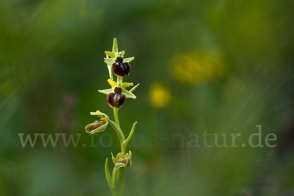 Spinnen-Ragwurz (Ophrys sphegodes)