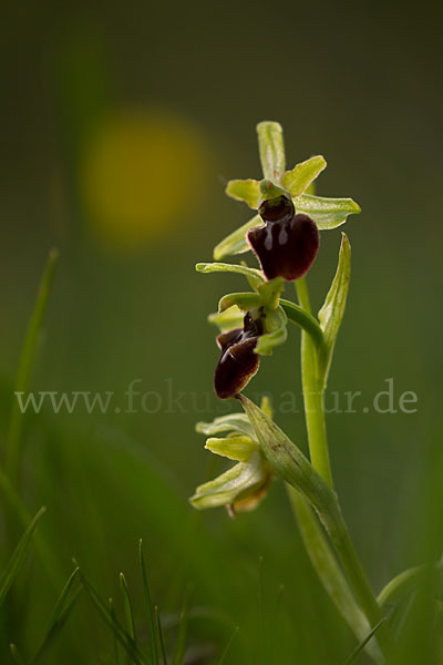 Spinnen-Ragwurz (Ophrys sphegodes)