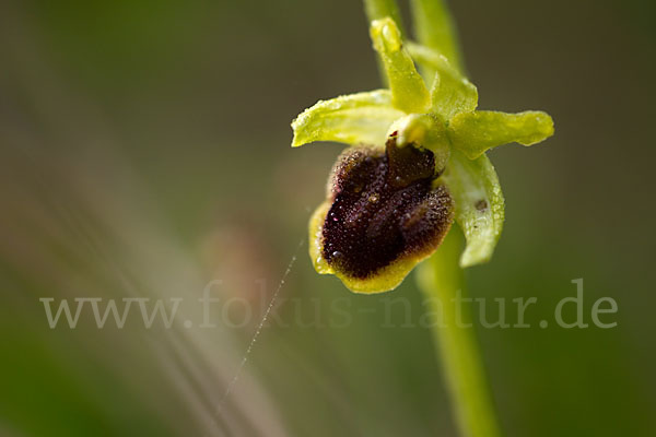 Spinnen-Ragwurz (Ophrys sphegodes)