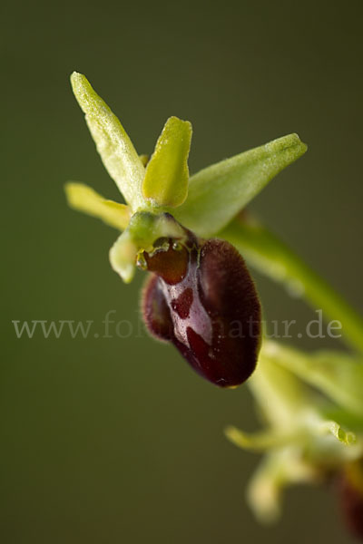 Spinnen-Ragwurz (Ophrys sphegodes)