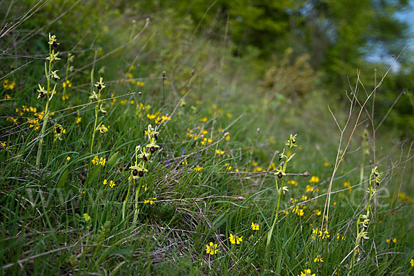 Spinnen-Ragwurz (Ophrys sphegodes)