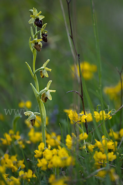 Spinnen-Ragwurz (Ophrys sphegodes)