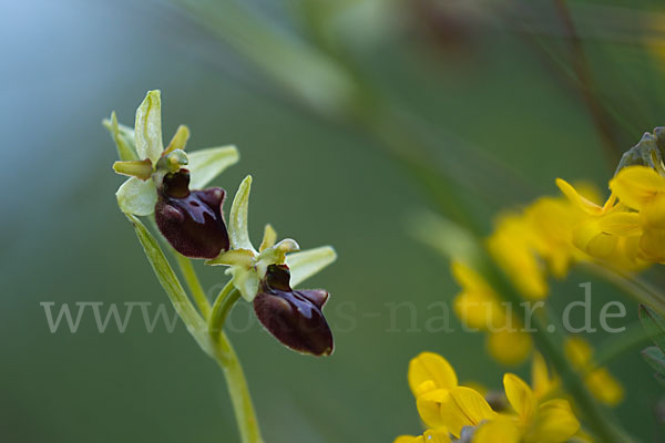 Spinnen-Ragwurz (Ophrys sphegodes)