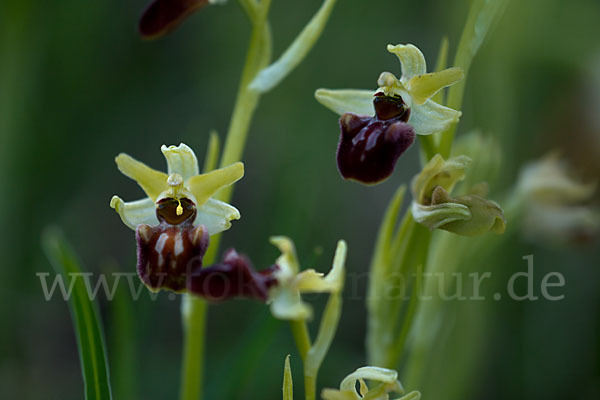 Spinnen-Ragwurz (Ophrys sphegodes)