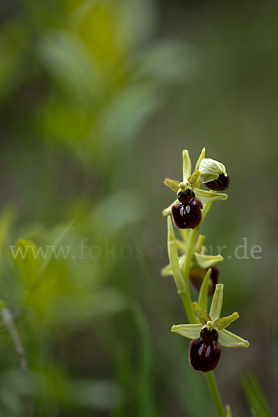 Spinnen-Ragwurz (Ophrys sphegodes)