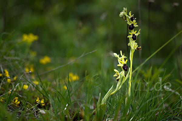 Spinnen-Ragwurz (Ophrys sphegodes)