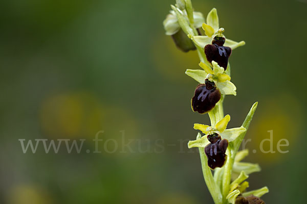 Spinnen-Ragwurz (Ophrys sphegodes)