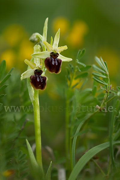 Spinnen-Ragwurz (Ophrys sphegodes)