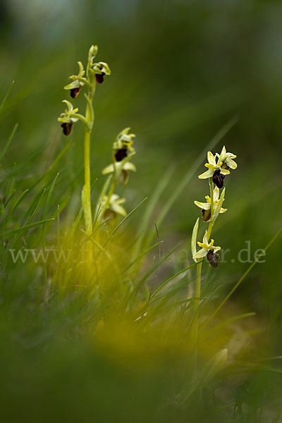 Spinnen-Ragwurz (Ophrys sphegodes)