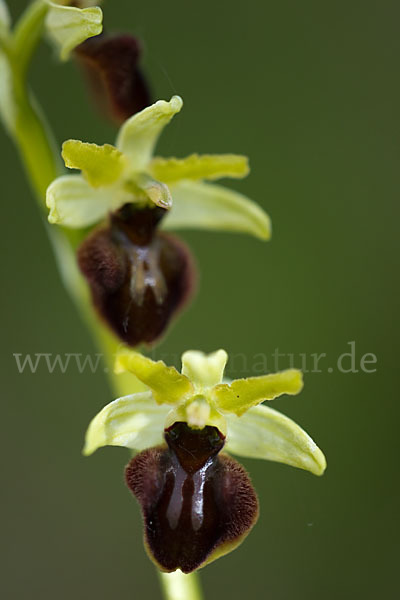 Spinnen-Ragwurz (Ophrys sphegodes)