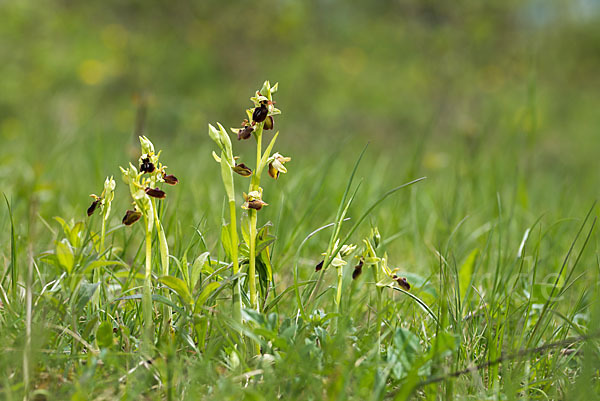 Spinnen-Ragwurz (Ophrys sphegodes)