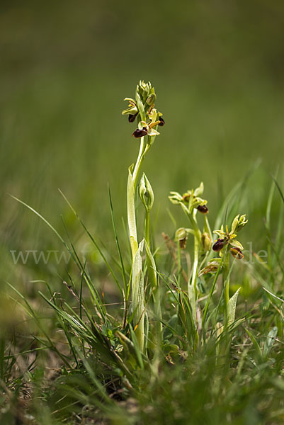 Spinnen-Ragwurz (Ophrys sphegodes)