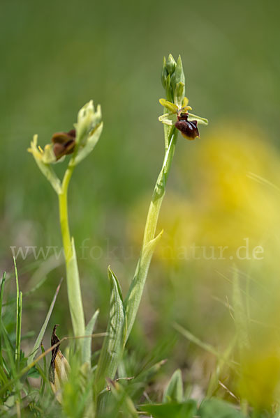 Spinnen-Ragwurz (Ophrys sphegodes)