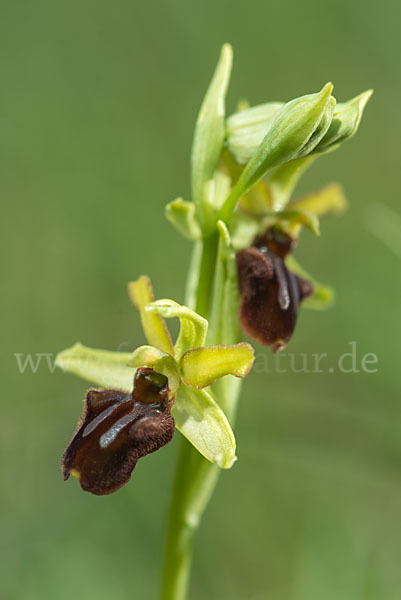 Spinnen-Ragwurz (Ophrys sphegodes)