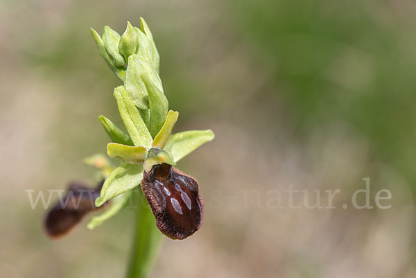 Spinnen-Ragwurz (Ophrys sphegodes)