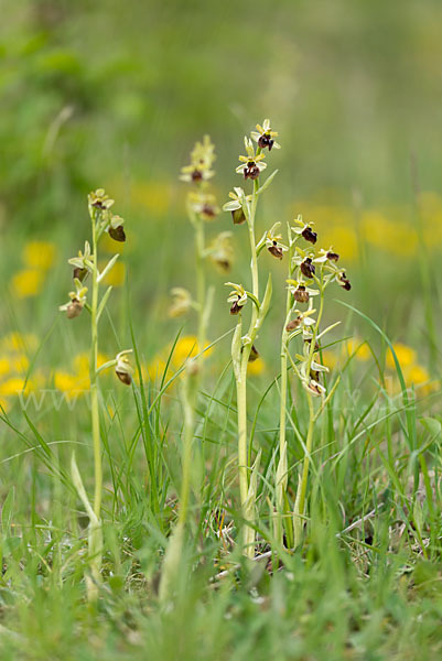 Spinnen-Ragwurz (Ophrys sphegodes)