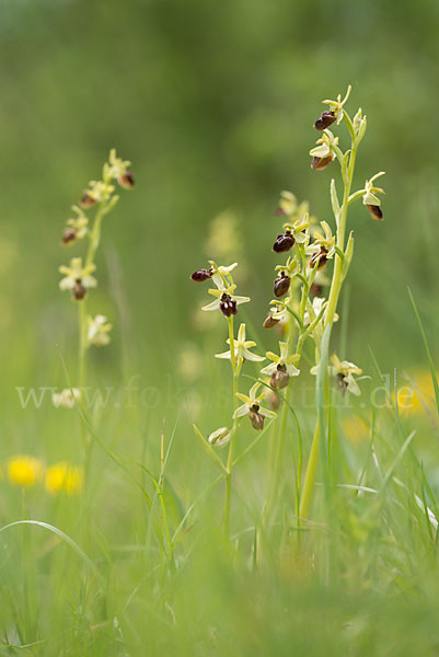 Spinnen-Ragwurz (Ophrys sphegodes)