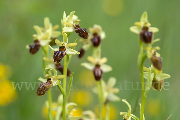 Spinnen-Ragwurz (Ophrys sphegodes)