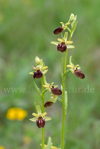 Spinnen-Ragwurz (Ophrys sphegodes)