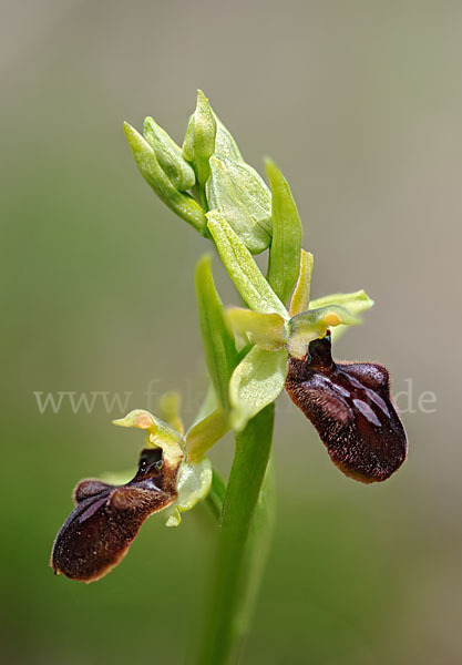 Spinnen-Ragwurz (Ophrys sphegodes)