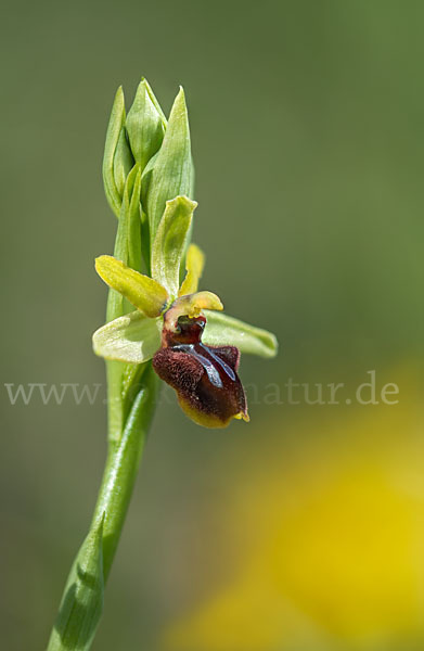 Spinnen-Ragwurz (Ophrys sphegodes)