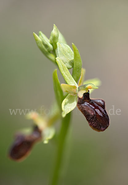 Spinnen-Ragwurz (Ophrys sphegodes)