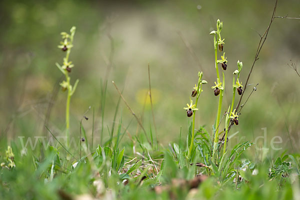 Spinnen-Ragwurz (Ophrys sphegodes)