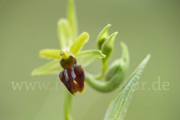 Spinnen-Ragwurz (Ophrys sphegodes)