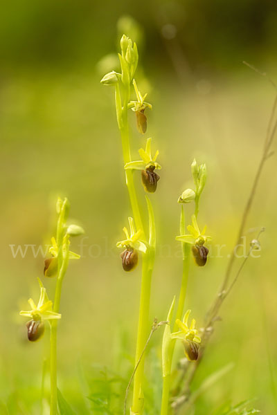 Spinnen-Ragwurz (Ophrys sphegodes)