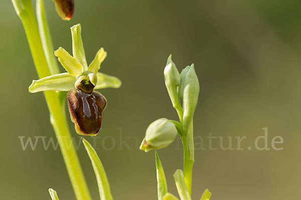 Spinnen-Ragwurz (Ophrys sphegodes)