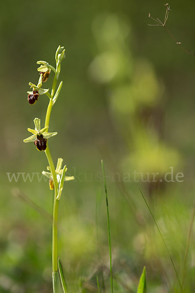 Spinnen-Ragwurz (Ophrys sphegodes)