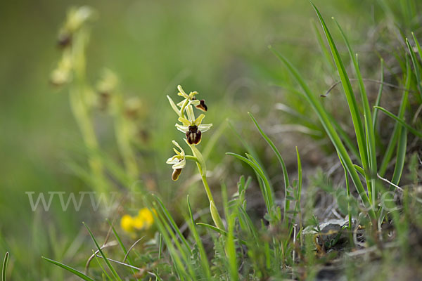 Spinnen-Ragwurz (Ophrys sphegodes)