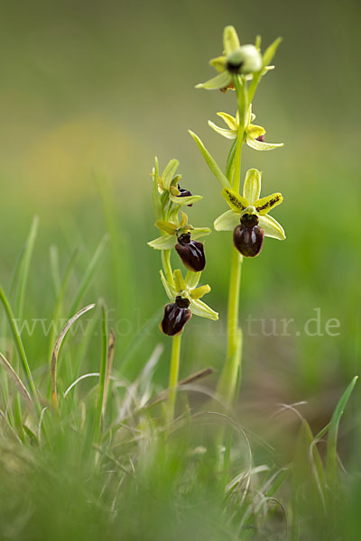 Spinnen-Ragwurz (Ophrys sphegodes)