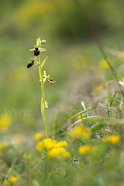 Spinnen-Ragwurz (Ophrys sphegodes)