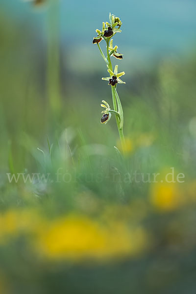 Spinnen-Ragwurz (Ophrys sphegodes)