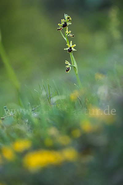 Spinnen-Ragwurz (Ophrys sphegodes)