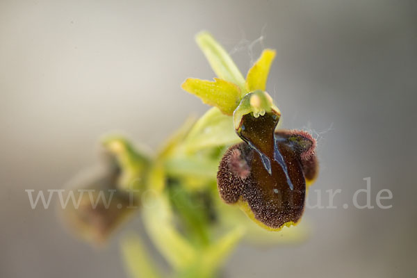 Spinnen-Ragwurz (Ophrys sphegodes)