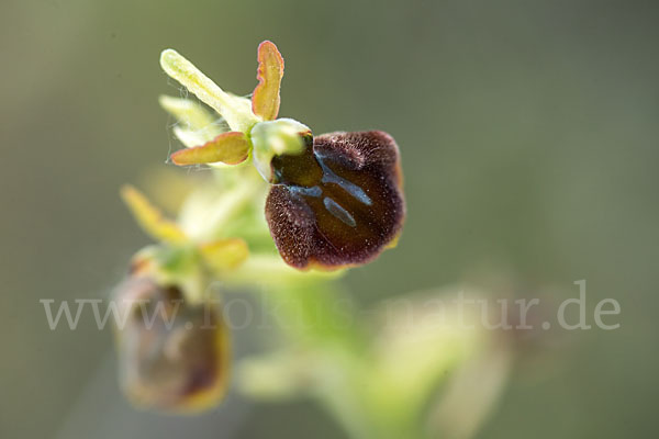 Spinnen-Ragwurz (Ophrys sphegodes)