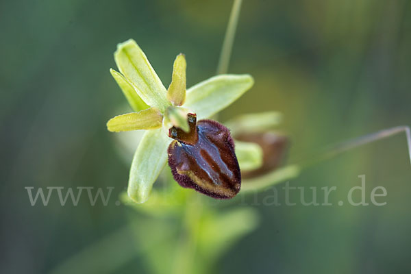 Spinnen-Ragwurz (Ophrys sphegodes)