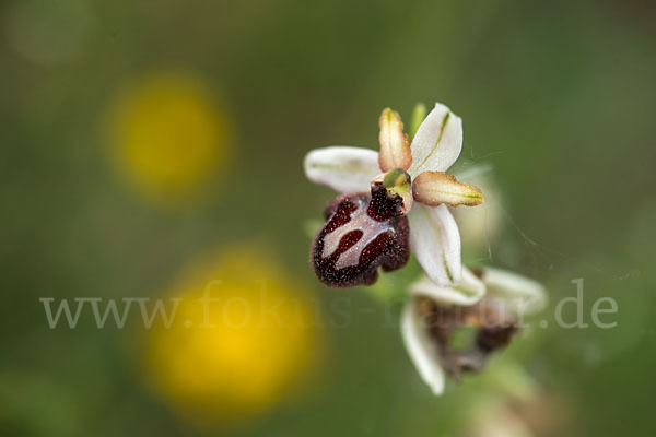 Spinnen-Ragwurz (Ophrys sphegodes)