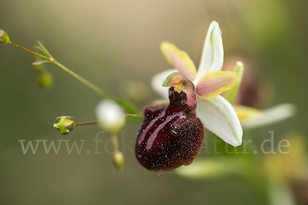 Spinnen-Ragwurz (Ophrys sphegodes)